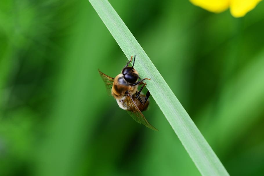 Drone, Honey Bee, Male, ready for take-off, resting, leaf, buckfast, HD wallpaper