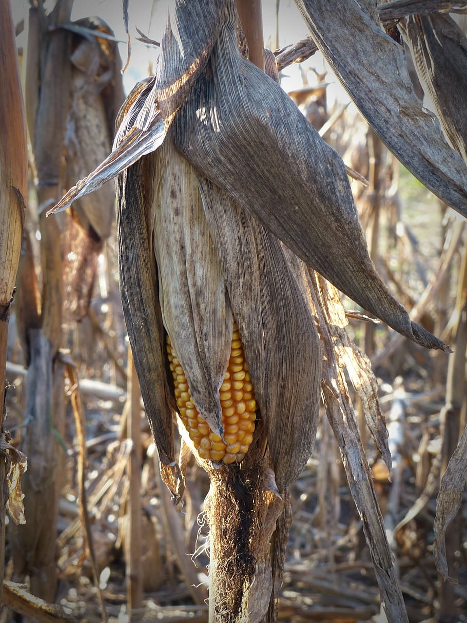 corn, dry, corn on the cob, close, nature, withers, agriculture HD wallpaper