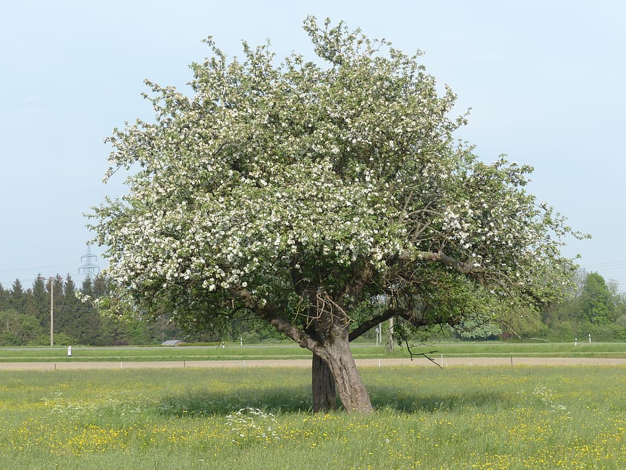 Apple Tree, Apple Blossom, Nature, spring, green Color, grass HD wallpaper