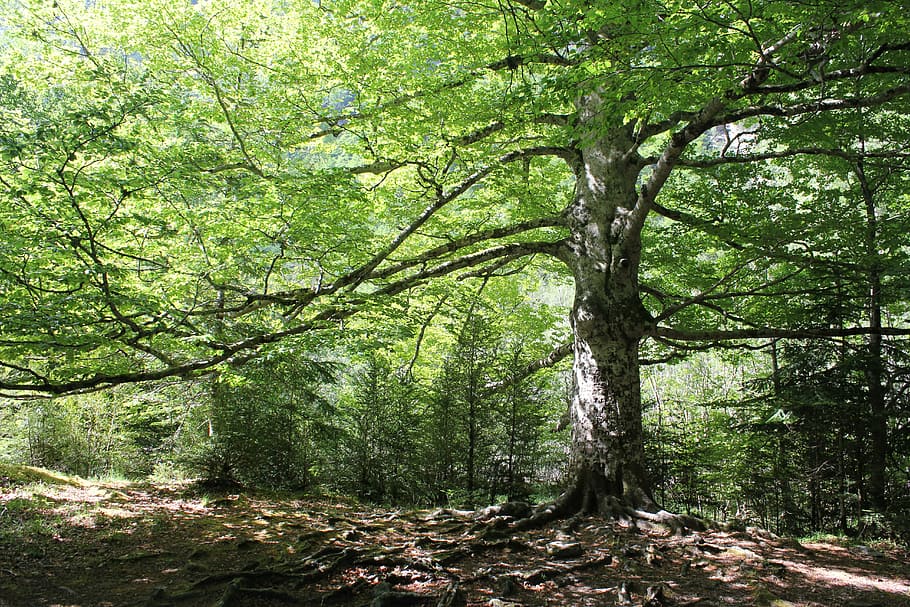 green leafed trees during daytime, forest, mountain, leaves HD wallpaper