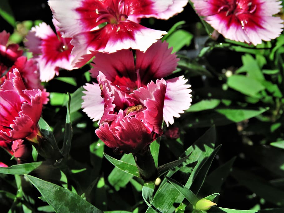 flowers, pink, red, white, garden, flowering plant, beauty in nature HD wallpaper