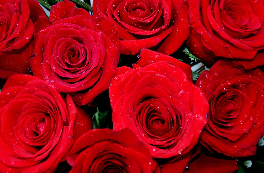 rose, red, dew, petals, flower, full frame, backgrounds, close-up HD wallpaper