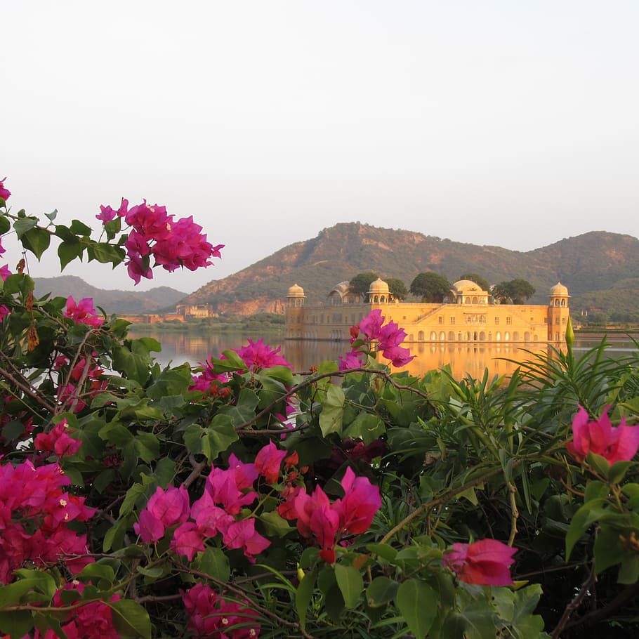 jaipur, jal mahal, tourism, water, bougainvillea, flower, plant, HD wallpaper