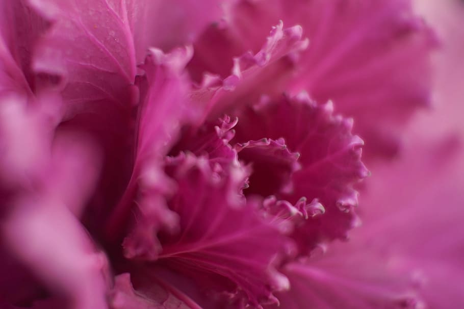 pink flower in macro photography, closed up photo of pink petaled flower HD wallpaper