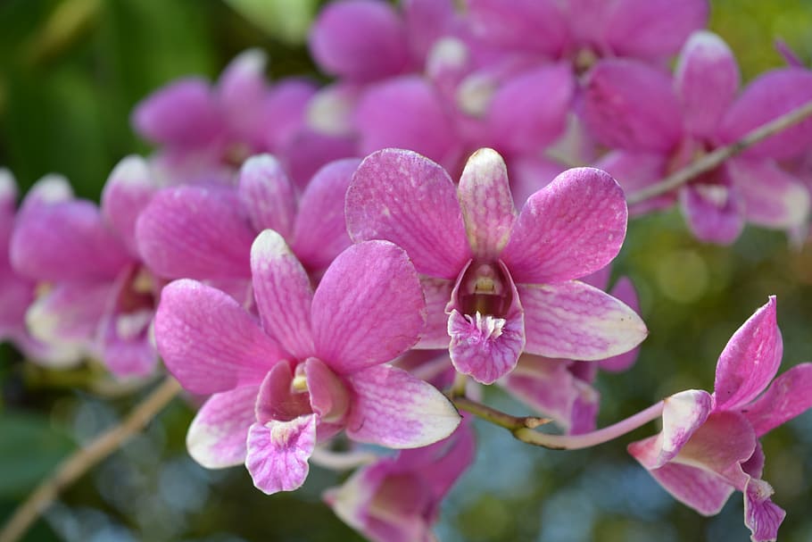 flowers, pink, thai orchid, profusion pink, tree, spring, nature, HD wallpaper