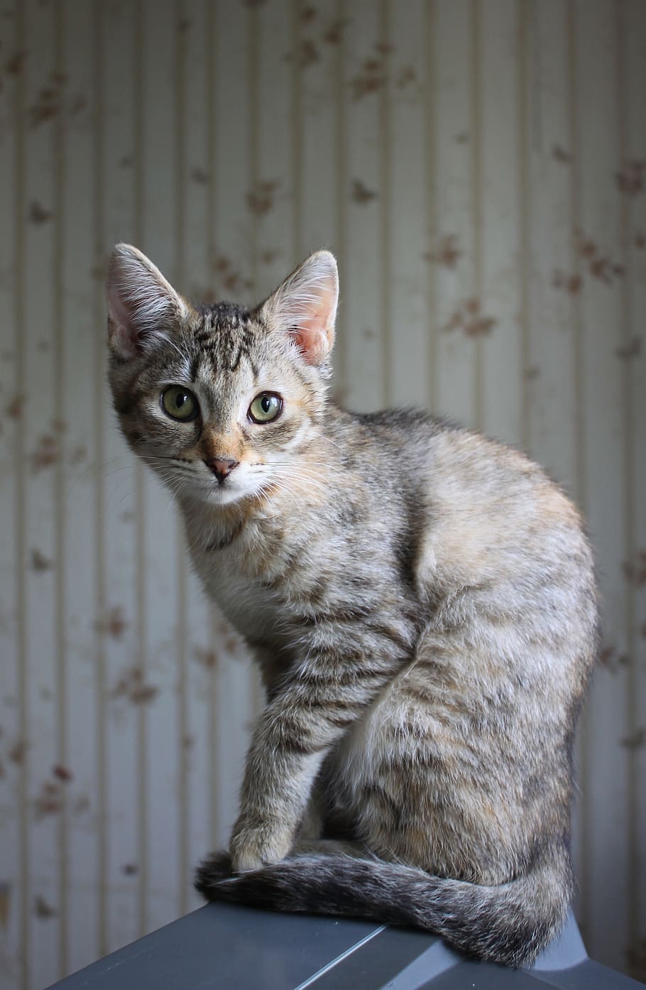 cat, home a cat, tabby, view, three-coloured cat, domestic cat HD wallpaper