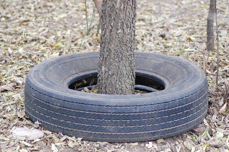 tire, tree, old, rubber, wheel, overgrown, outdoor, abandoned HD wallpaper
