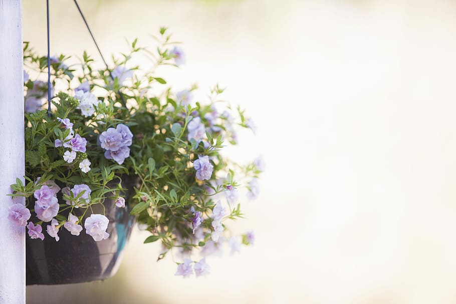 purple petaled flower hanged on window, plant, nature, sheet HD wallpaper