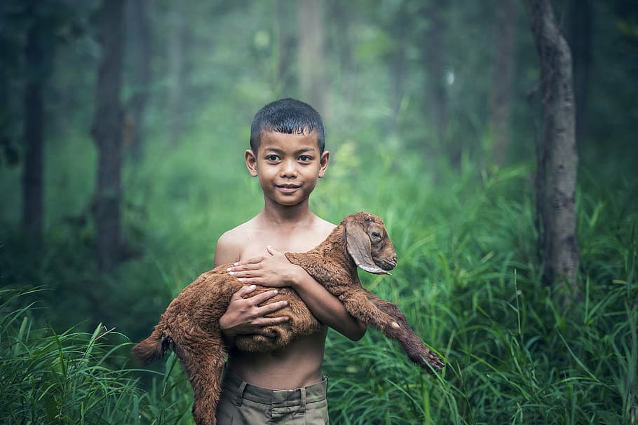boy in gray shorts carrying a brown goat kid, boys, outdoor, thailand