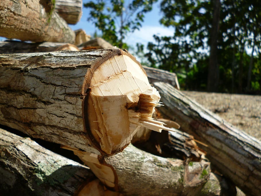 Log, Wood, Forest, Bush, Canopy, Climate, timber, focus on foreground HD wallpaper