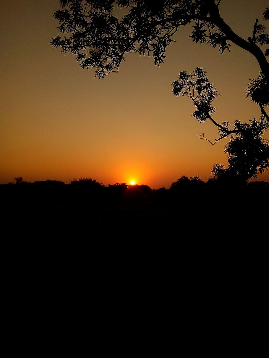 silhouette, sunset, tree, dawn, sky, beauty in nature, tranquility HD wallpaper