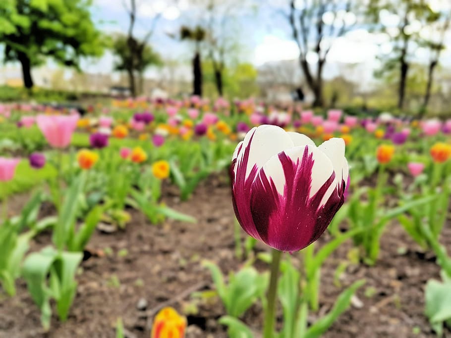flower, tulip, spring, bloom, plant, blooming, flowering plant HD wallpaper