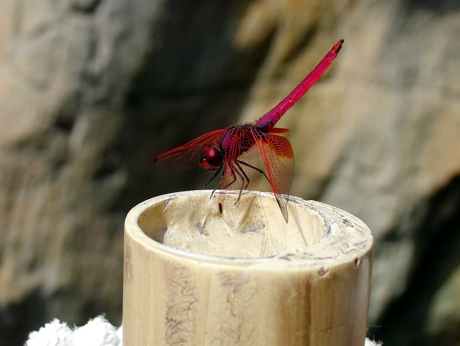 Dragonfly, Insect, red dragonfly, diptera, closeup, animal HD wallpaper