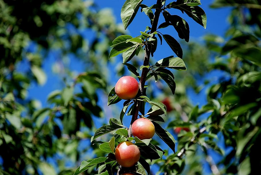 Nature, Plum Tree, erik, fruit, food and drink, leaf, freshness HD wallpaper