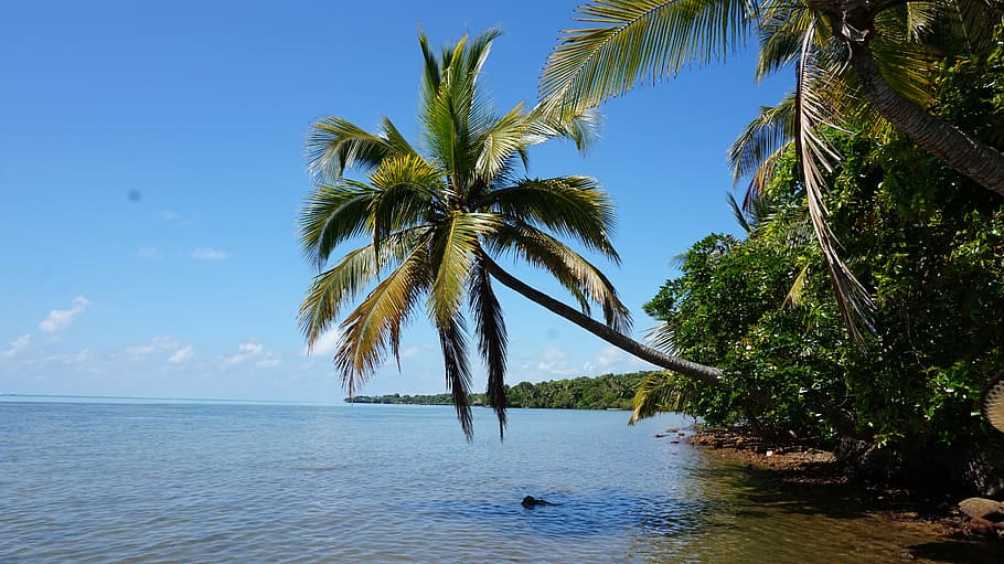 beach, palma, the coast, palm trees, view, lazur, tropical climate, HD wallpaper