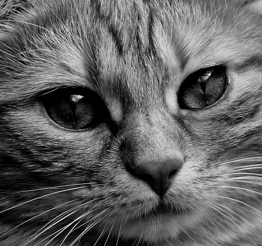 silver tabby cat, face, close, view, eyes, portrait, adidas HD wallpaper