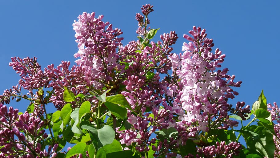 lilac, buds, tree, flower, flowering plant, growth, pink color HD wallpaper