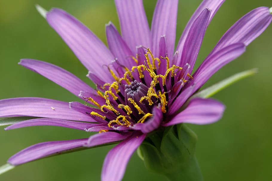 flower, purple, macro, flowering plant, freshness, fragility HD wallpaper