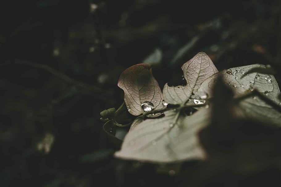 closeup photography of dried brown leaf, shallow focus photography of brown dried leaves HD wallpaper