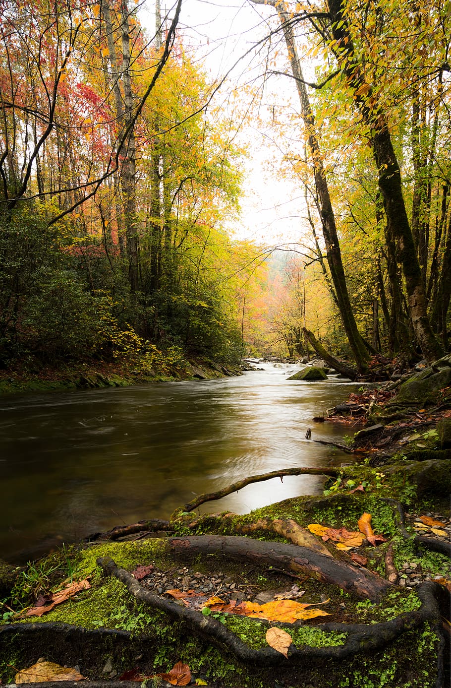 green leafed trees, body of water between of forest, light, sun HD wallpaper
