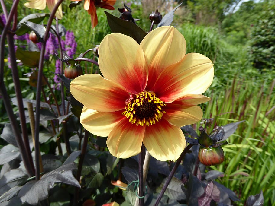 blossom, bloom, close, spring, art garden, yellow flower, nature HD wallpaper