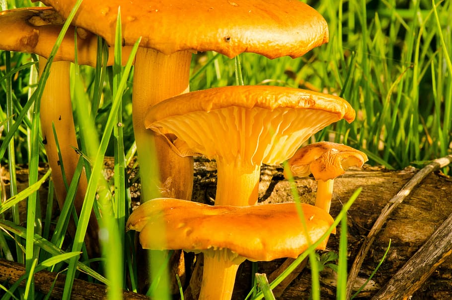 toadstool, mushroom, nature, autumn, fungi, plant, fungus, growth HD wallpaper