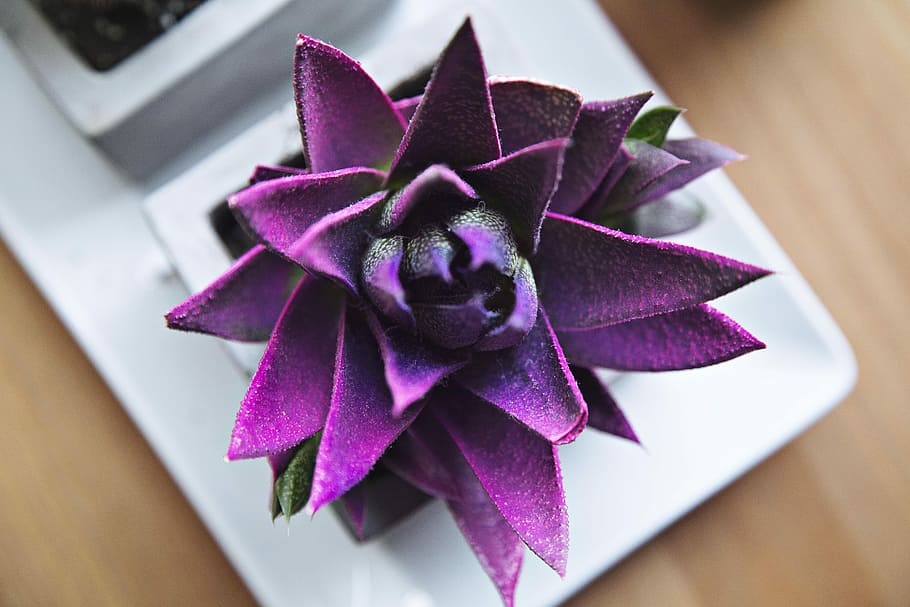 purple flower, purple succulent close up photo, spiky, table