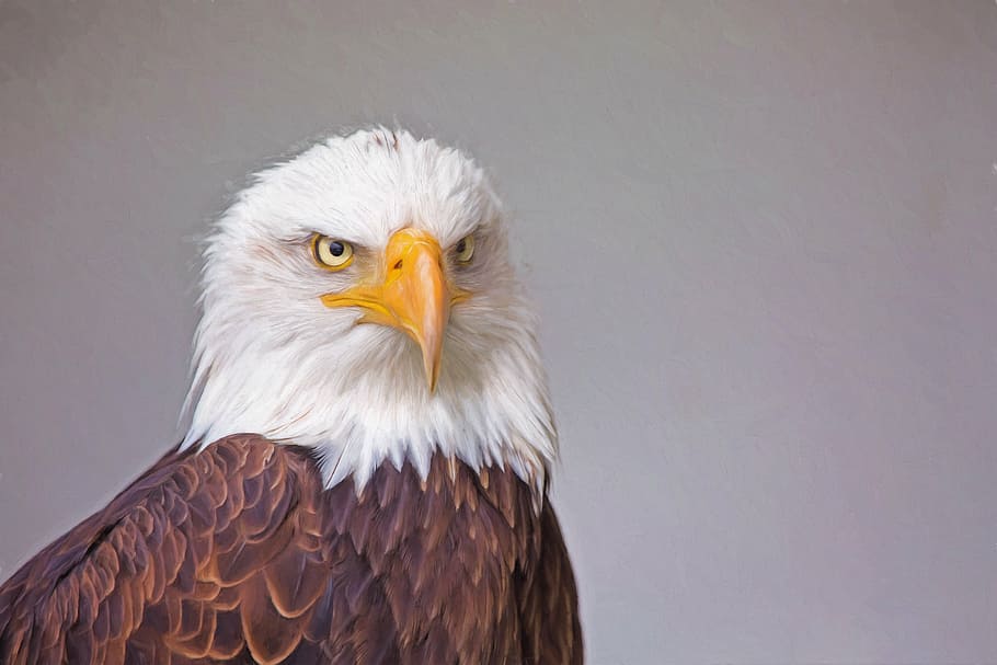 closeup photo of Eagle, nature, bird, prey, predator, raptor HD wallpaper