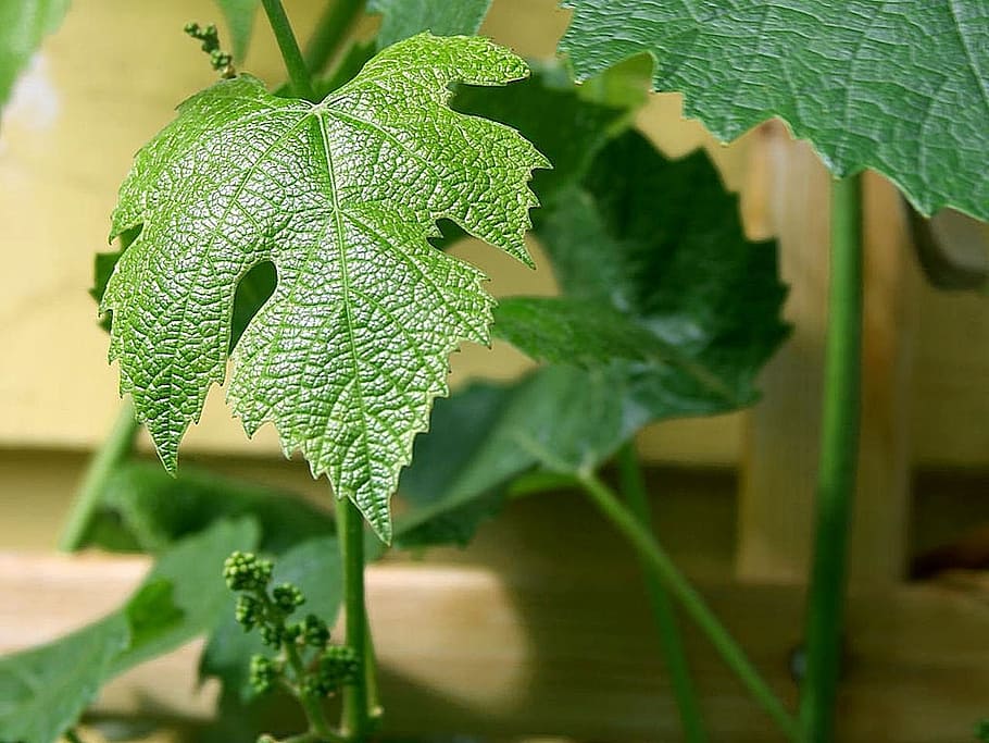 grape, green, leaves, leaf, landscapes, nature, plant part HD wallpaper