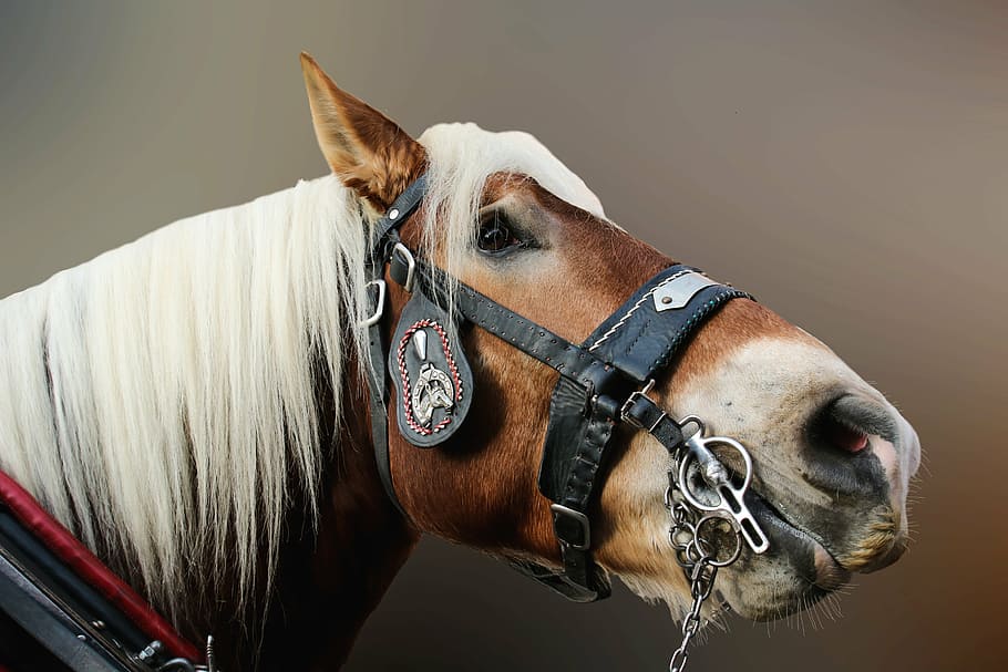 Hd Wallpaper Horse Close Horse Head Animal Portrait Nostrils Images, Photos, Reviews