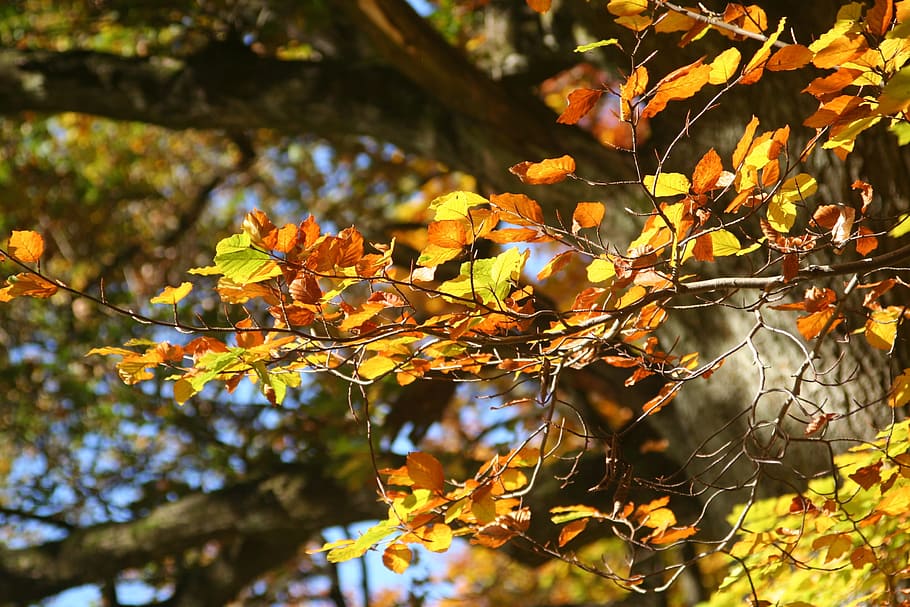 Fall Foliage, Yellow, Leaves, autumn, leaf, nature, tree, forest HD wallpaper