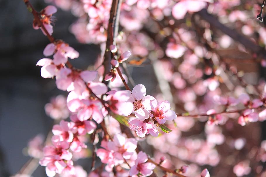 pink cherry blossoms, closeup photo of pink cherry blossoms, sunlight HD wallpaper