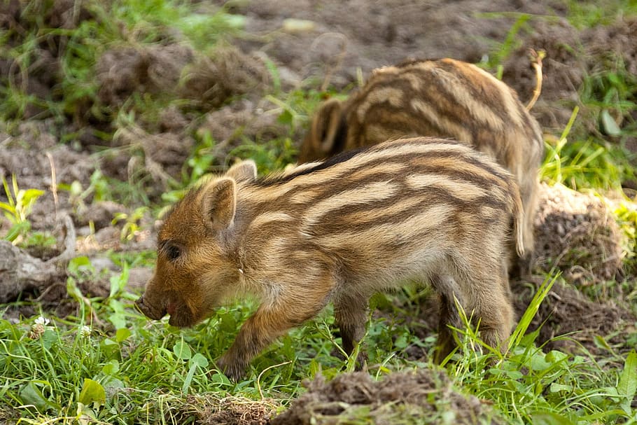 two brown piglets, animal, baby, boar, cute, fur, grass, hair, HD wallpaper