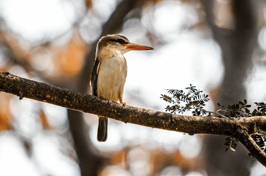 bird perching on tree branch, gray and white long beaked bird on tree trunk HD wallpaper