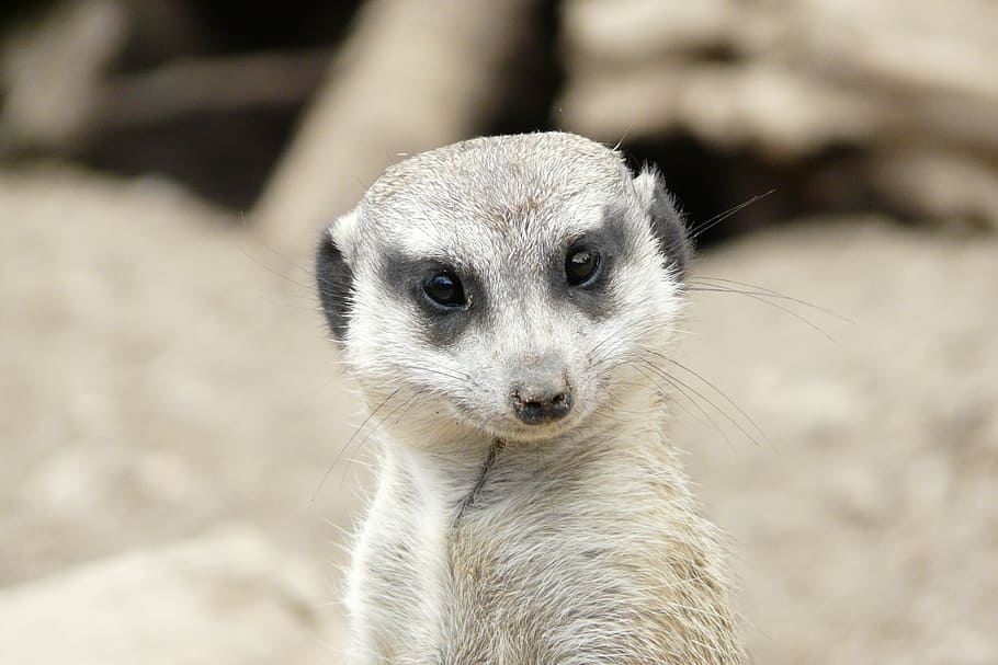 Meerkat, Head, Friendly, Cute, Face, awakened, animal, keep an eye out HD wallpaper