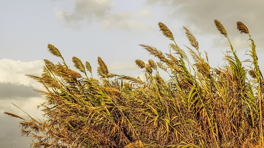 reeds, sky, clouds, nature, autumn, plant, growth, cloud - sky HD wallpaper