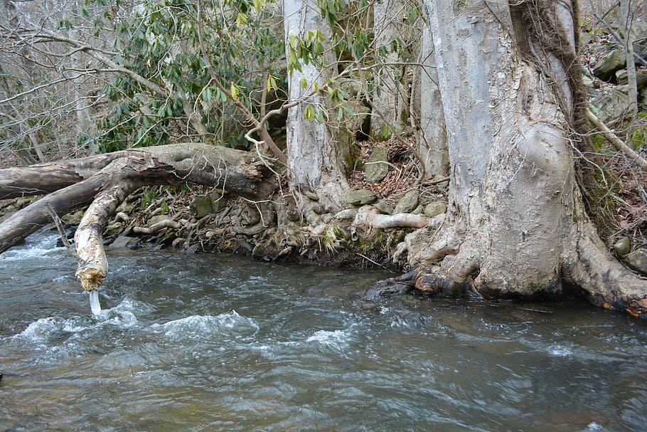 river, tree, root, outside, landscape, nature, water, trees HD wallpaper