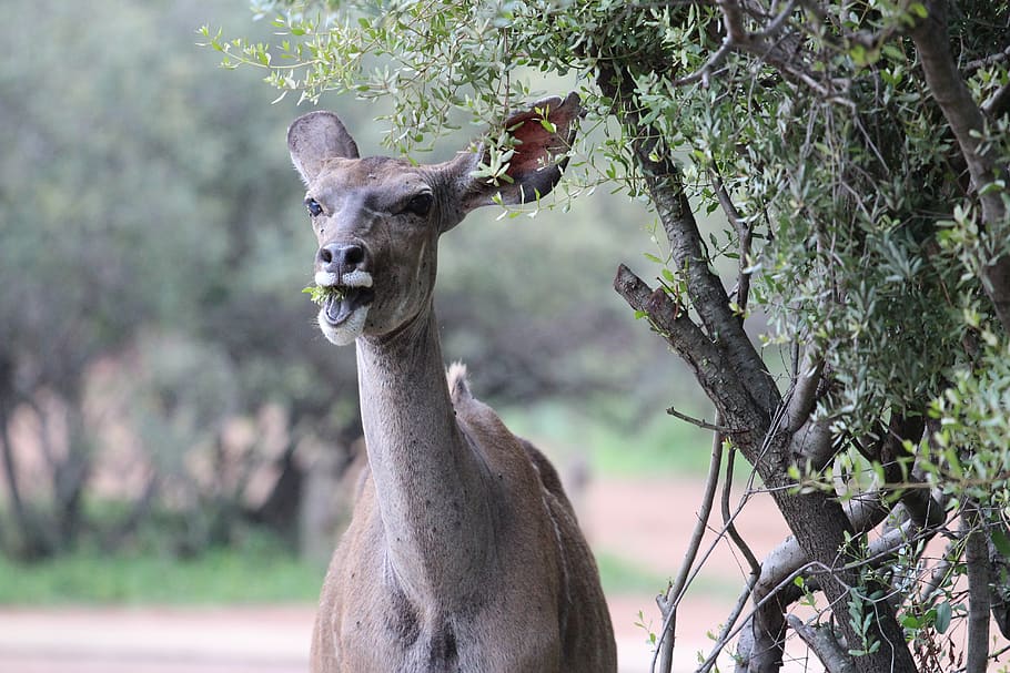 kudu, wild, africa, wildlife, game, kruger, bush, animal, tree, HD wallpaper