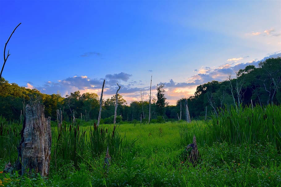 field, sunset, trees, summer, nature, landscape, sky, green HD wallpaper