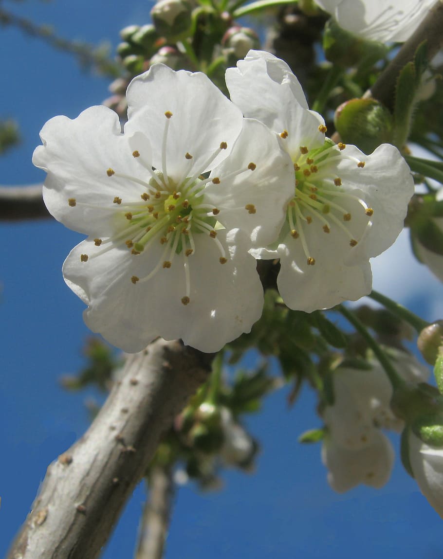 Hd Wallpaper Cherry Blossoms White Spring Bloom Easter Tree Pruning Wallpaper Flare