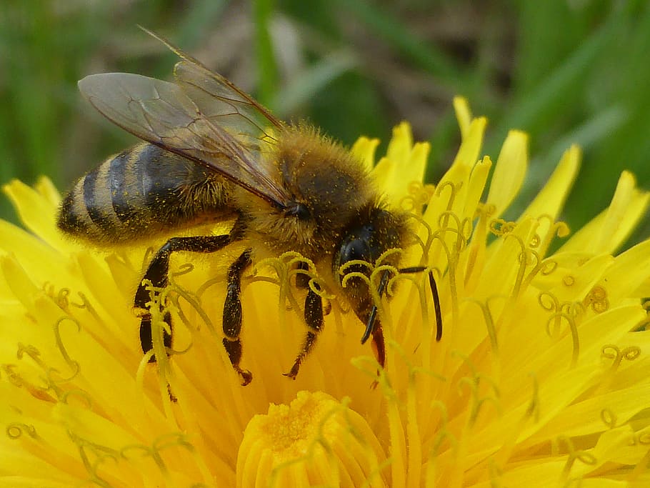 dandelion, bee, nature, spring, logs, flower, invertebrate HD wallpaper