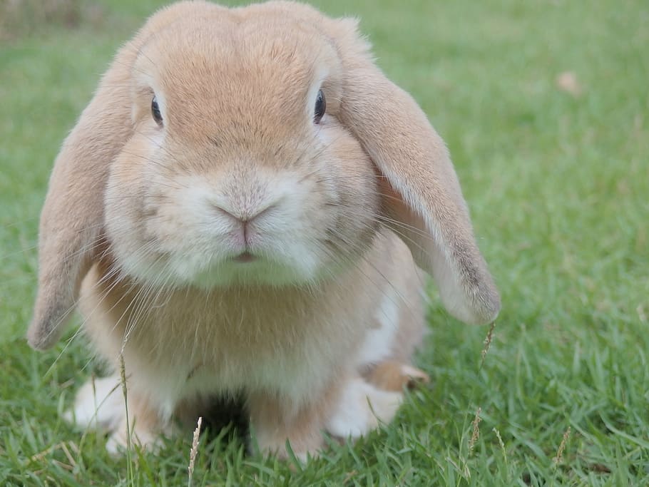 selective focus photography of brown rabbit on green grass HD wallpaper