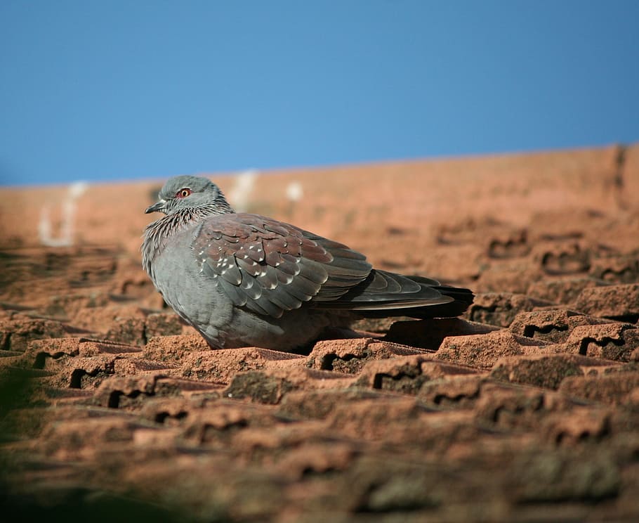 animal, bird, rock pigeon, fall, autumn, roof top, dove, feather
