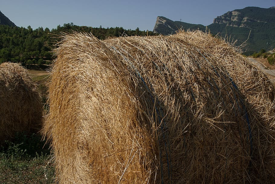 Straw, Forage, Ball, Breeding, agriculture, farm, field, rural scene HD wallpaper