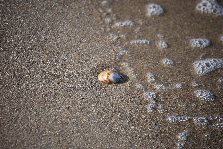 sea, beach, water, shell, lake, relaxation, north sea, sand HD wallpaper