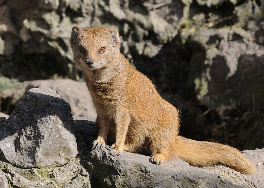 Yellow Mongoose 1080p 2k 4k 5k Hd Wallpapers Free Download