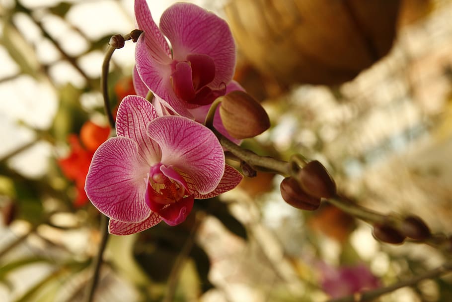 orchid, phalanopsis, flower, flowering plant, vulnerability HD wallpaper