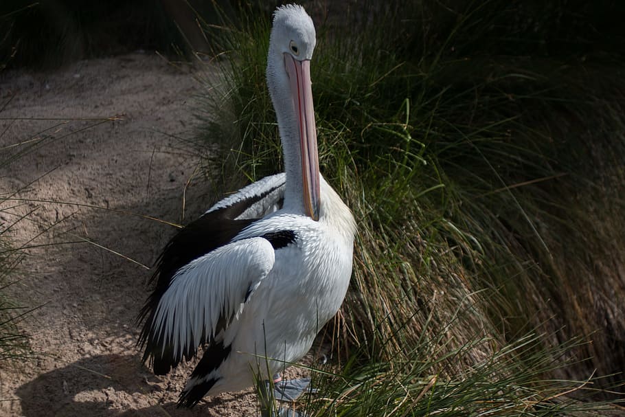 bird, white, pelican, animal themes, vertebrate, animals in the wild HD wallpaper