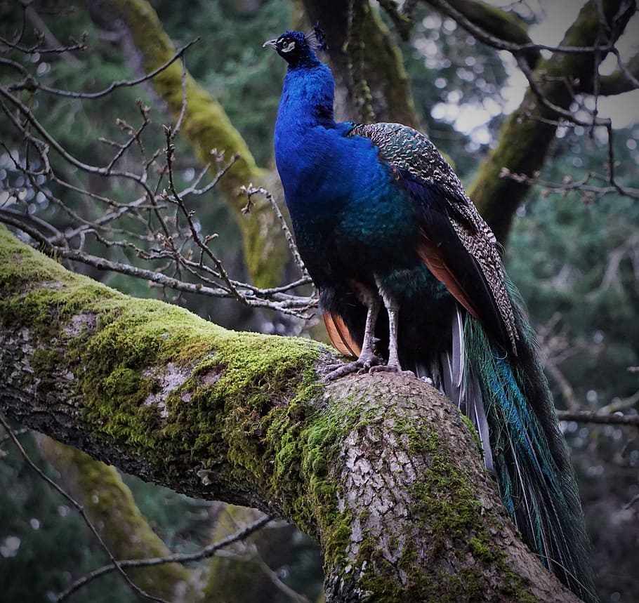 Peacock, Bird, Tree, Nature, Victoria Bc, one animal, animal wildlife HD wallpaper