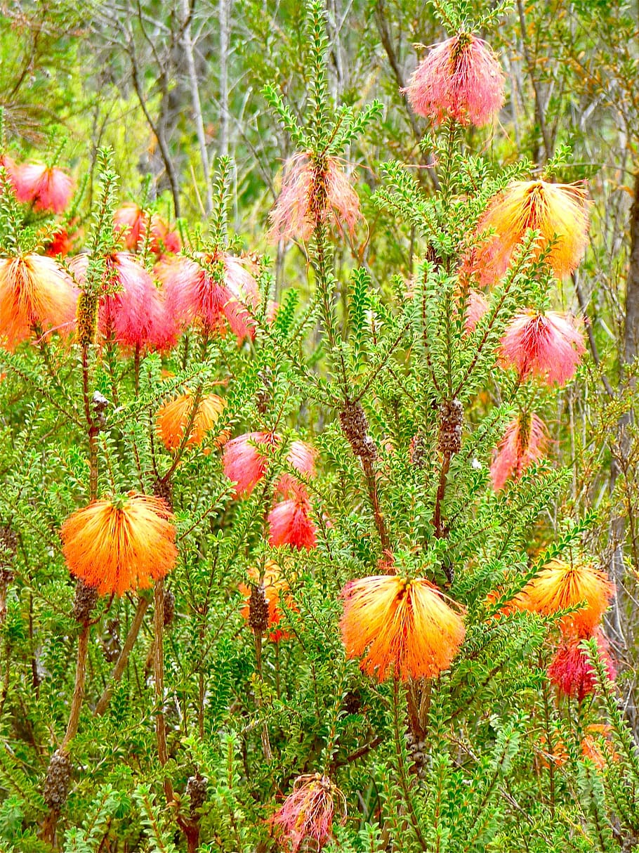 wild, flower, flora, beautiful, wild flower, wildflower, wild plant HD wallpaper